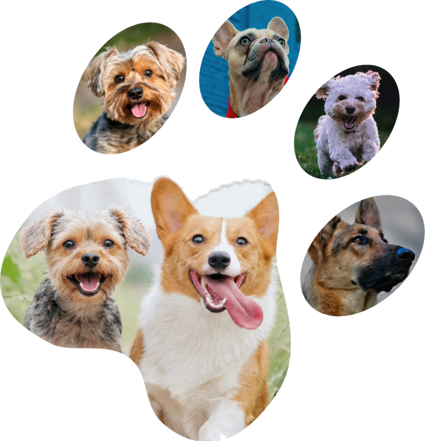 Cães participantes da CãoMinhada